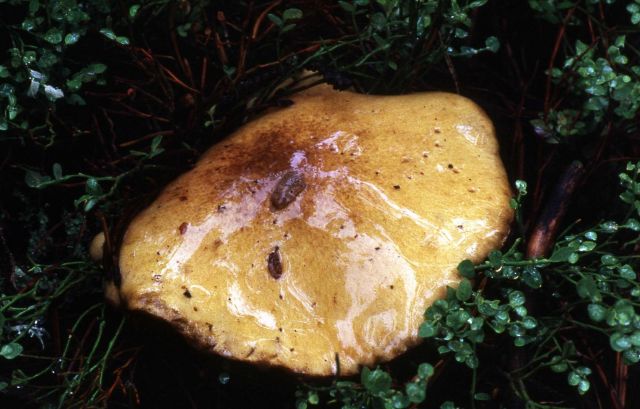 Mushroom Picture