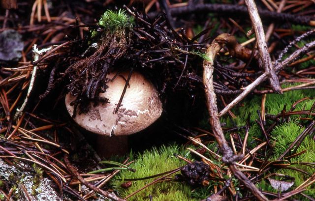 Mushroom Picture