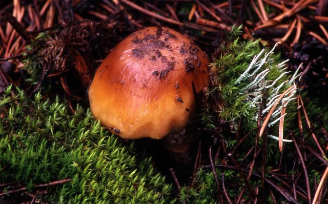 Mushroom Picture