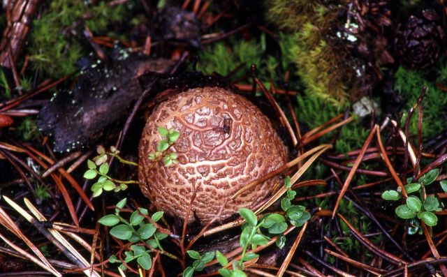Mushroom Picture