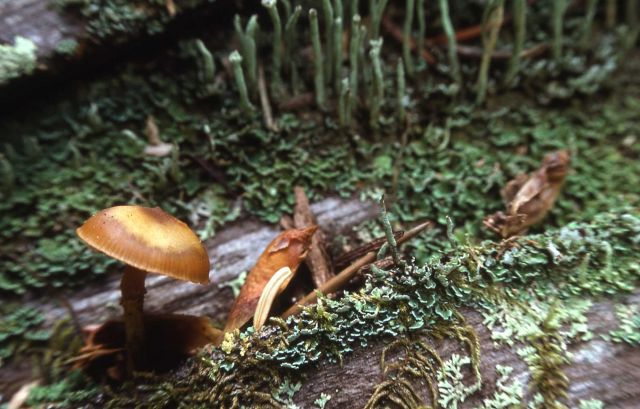 Fungus - Mushrooms Picture