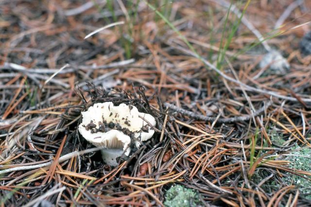 Fungus in lodgepole forest Picture