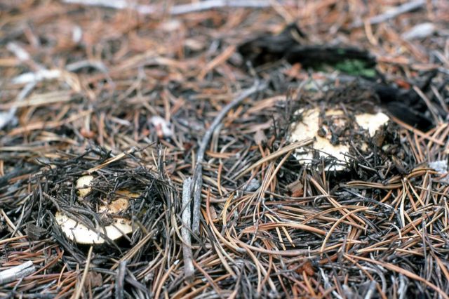Fungus in lodgepole forest Picture