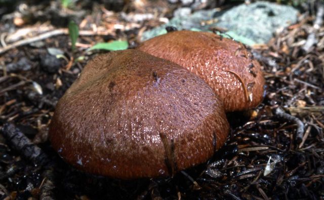 Fungus - Mushroom Picture