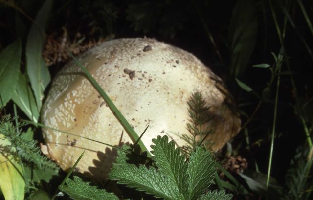Fungus - Mushroom Picture