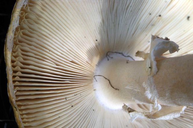 Gilled Mushroom Picture