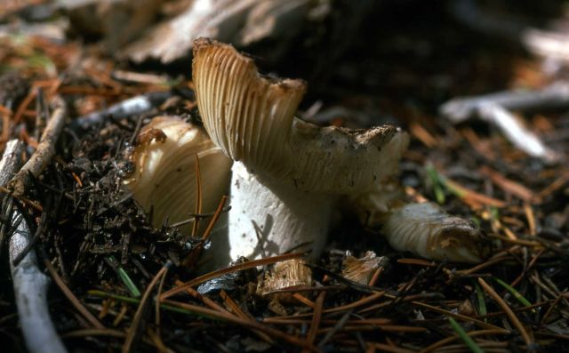 Mushroom Picture
