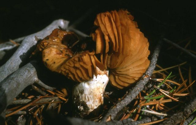 Mushroom Picture