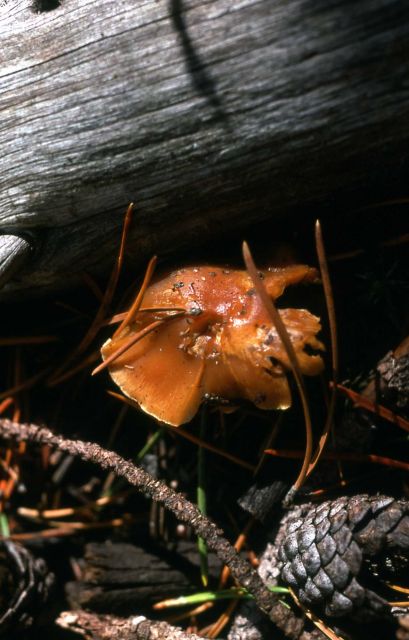 Mushroom growing under a log Picture