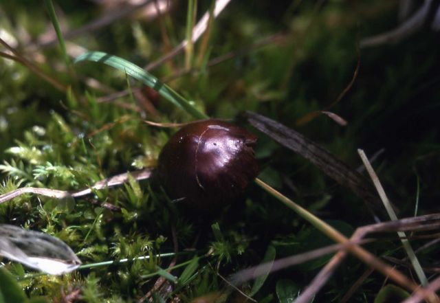 Mushroom Picture