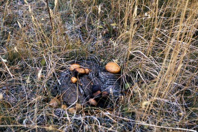 Toadstools on bison droppings Picture