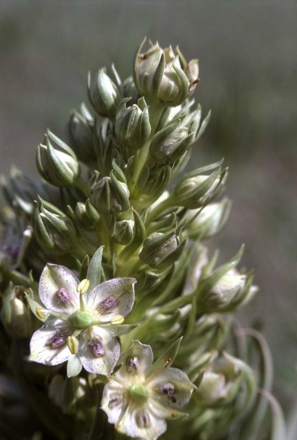 Giant frasera (Frasera speciosa) Picture