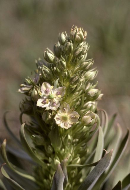 Giant frasera (Frasera speciosa) Picture