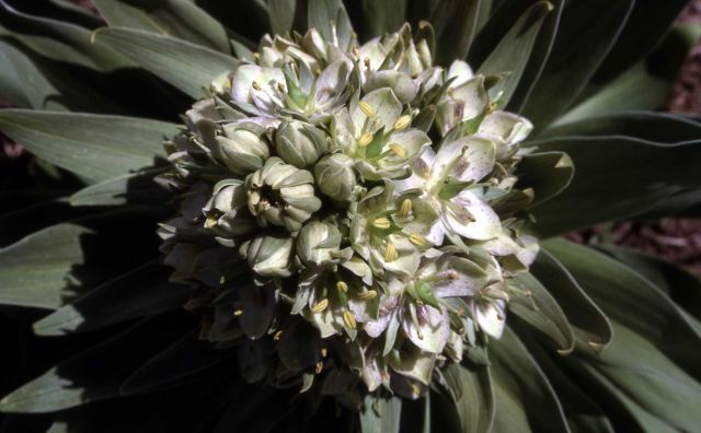 Giant frasera (Frasera speciosa) as seen from top of the plant Picture