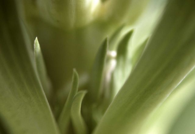 Giant frasera (Frasera speciosa) Picture
