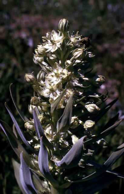 Giant frasera (Frasera speciosa) Picture