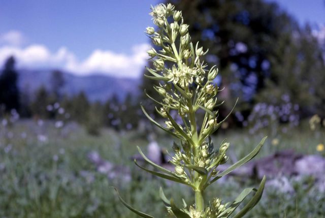Giant frasera (Frasera speciosa) Picture