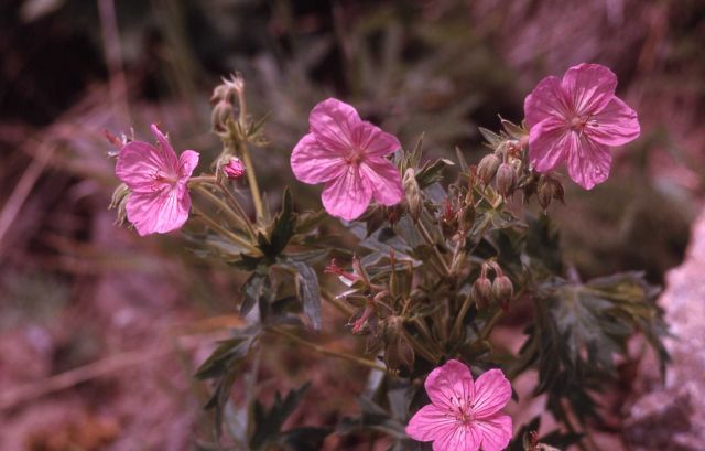 Sticky purple geranium (Geranium viscosissimum) Picture