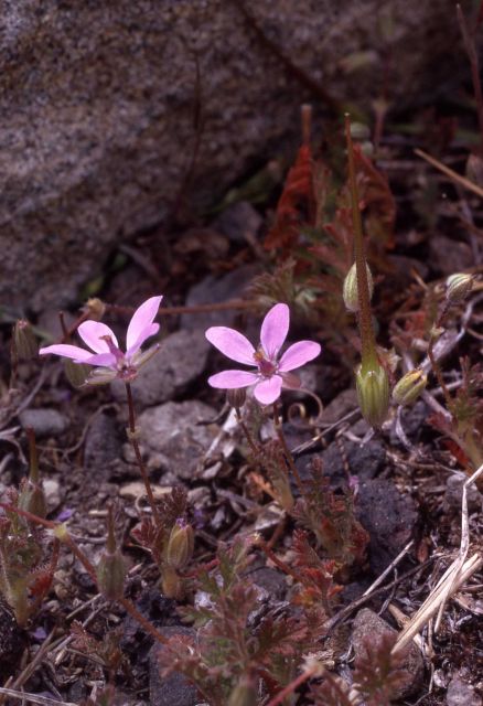 Crane's bill (Erodium cicutarium) Picture