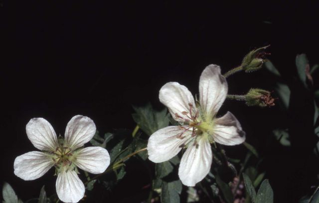 White geranium (Geranium richardsonii) Picture
