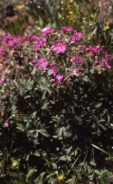 Sticky purple geranium (Geranium viscosissimum) Picture