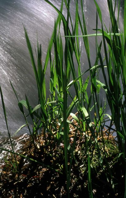 Grasses by water Picture