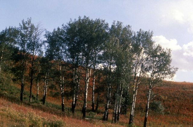 Grasses & aspen Picture