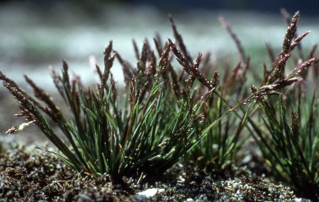 Ross's Bentgrass (Agrostis rossiae) endemic (native) to the geyser basins along the Firehole River in the Upper Geyser Basin Picture