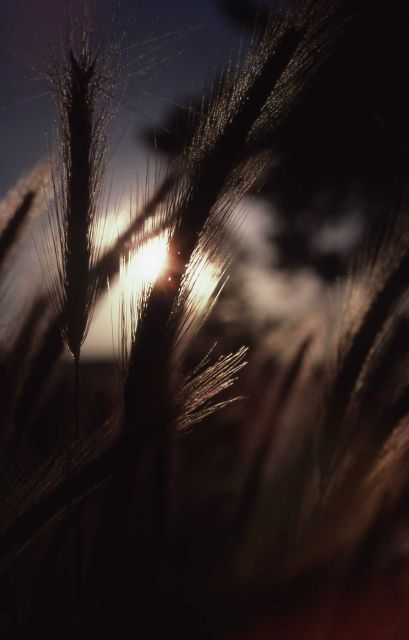 Close-up of grass in the Upper Geyser Basin Picture