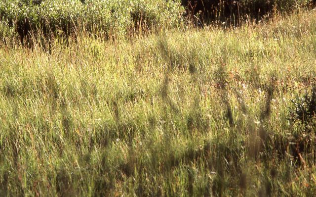 Grass Picture