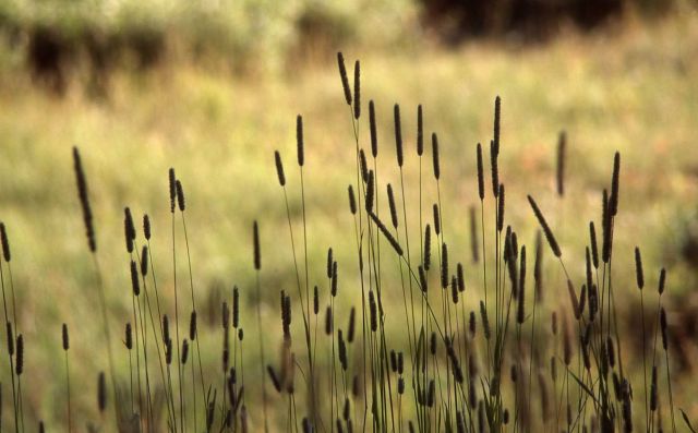Common timothy (Phleum pratense) Picture
