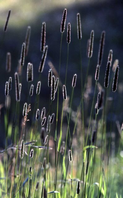 Common timothy (Phleum pratense) grass heads Picture