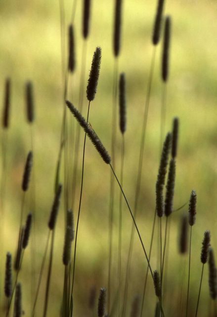 Common timothy (Phleum pratense) grass heads Picture