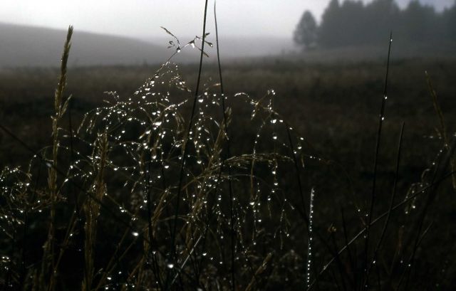 Dew on grass Picture