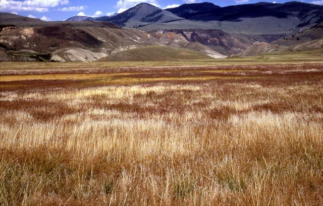 Cheatgrass (Bromus tectorum) near Gardiner, Montana Picture