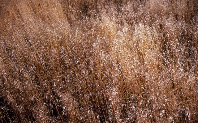 Cheat Grass Picture