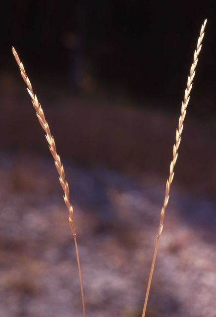 Grass heads Picture