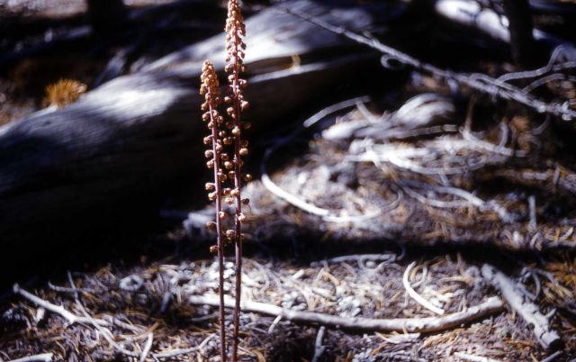 Woodland pinedrops (Pterospora andromedea) Picture