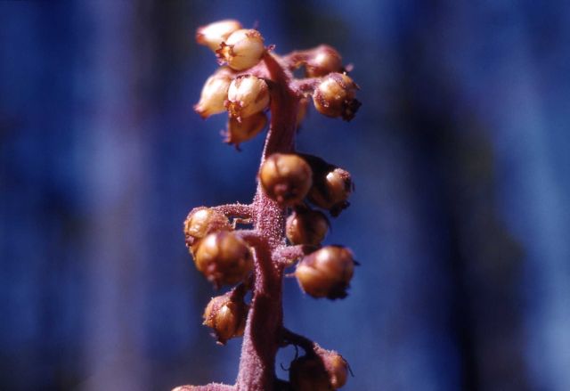 Woodland pinedrops (Pterospora andromedea) Picture