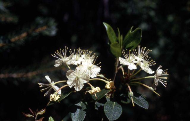 Trapper's tea (Ledum glandulosum var. glandulosum) Picture
