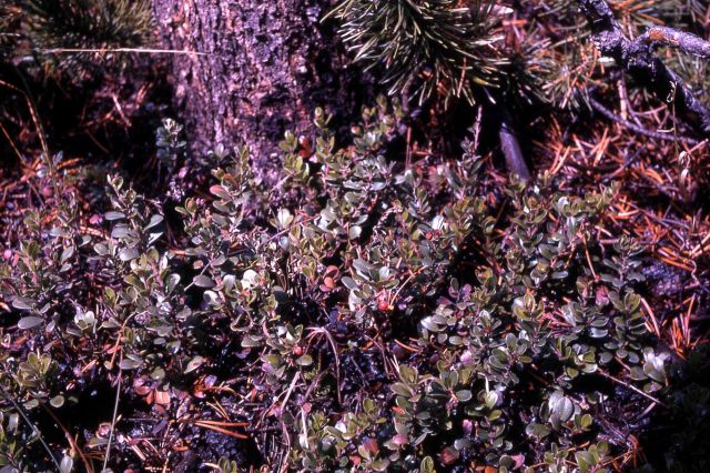 Bearberry (Arctostaphylos uva-ursi) Picture