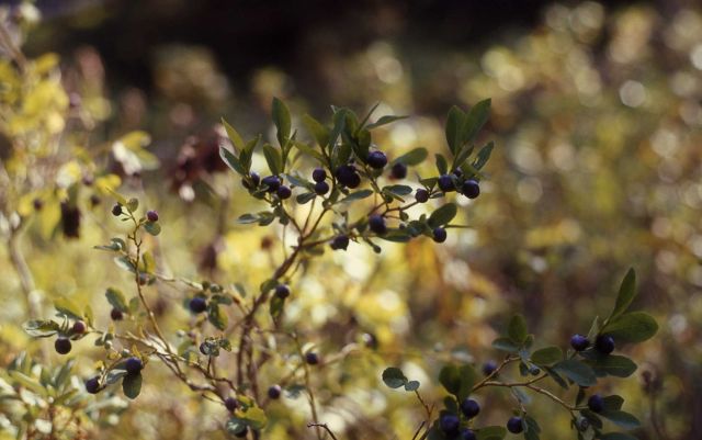 Huckleberries (Vaccinium sp.) Picture
