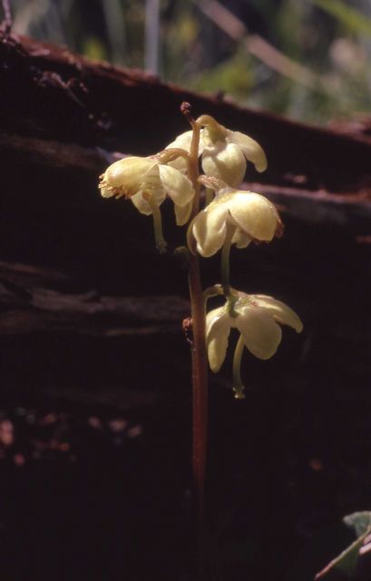 Green wintergreen (Pyrola chlorantha var. chlorantha) Picture