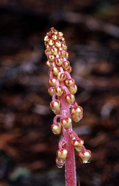 Woodland pinedrops (Pterospora andromedea) Picture