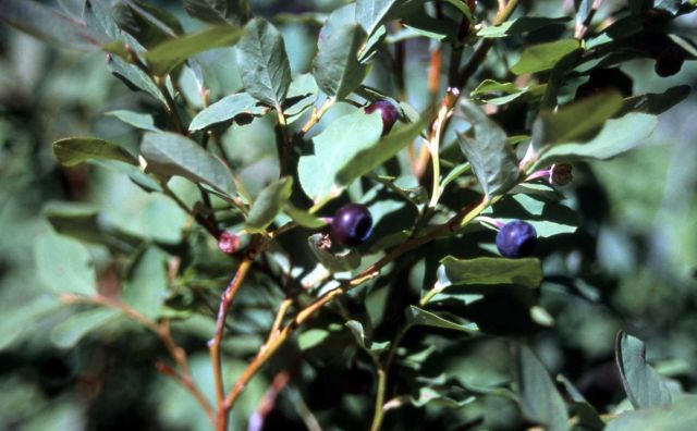 Huckleberry (Vaccinium sp.) Picture