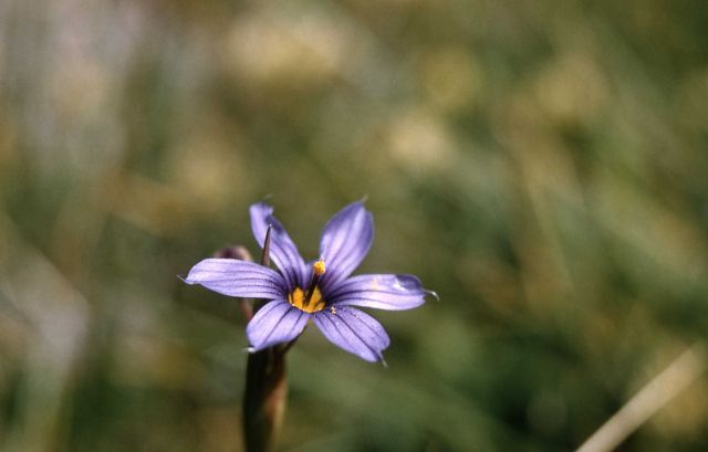 Blue-eyed grass (Sisyrinchium sp.) Picture