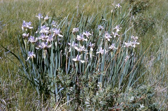 Western blue fleur-de-lis (Iris missouriensis) Picture