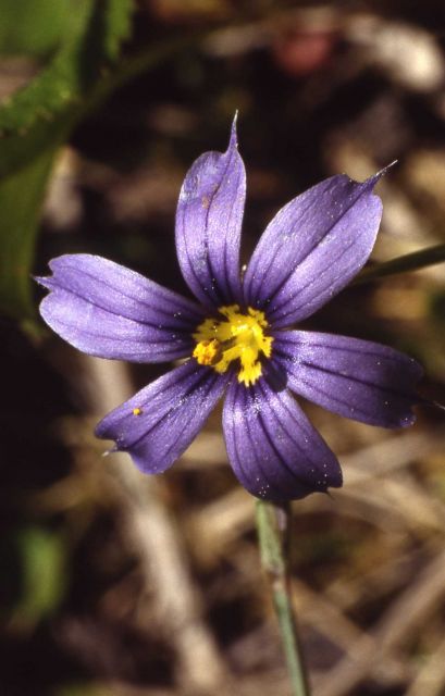 Blue-eyed grass (Sisyrinchium sp.) Picture