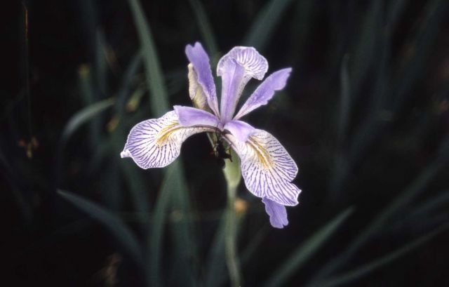 Western blue fleur-de-lis (Iris missouriensis) Picture