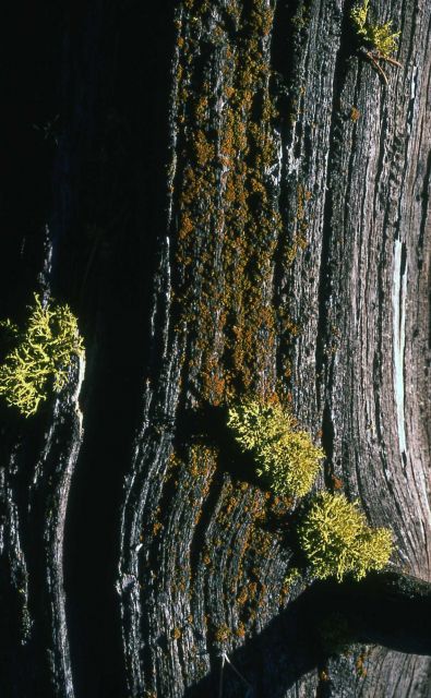 Wolf Lichen on a log Picture